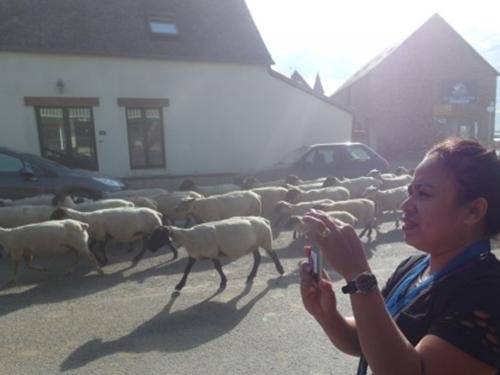 Sheep-crossing-coastal-road